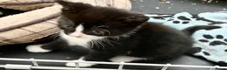 Mixed Breed cats for sale: 2 male kittens left in Barnsley - Advert 2