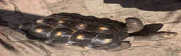 Tortoise reptiles for sale: Adult male red foot tortoise (20 years old) - Advert 4