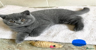British Shorthair cats - Advert 14