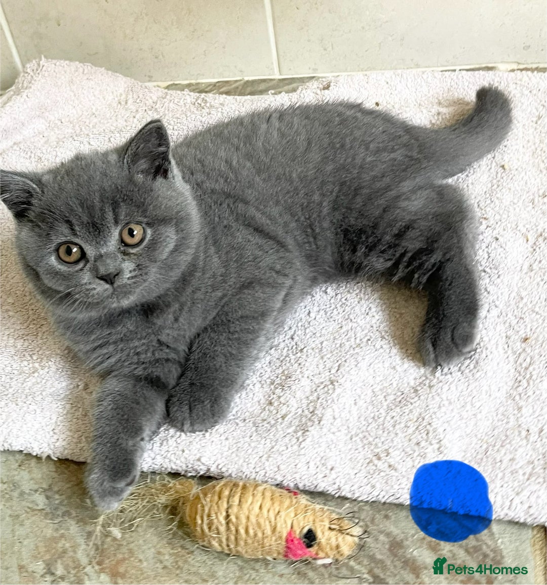 British Shorthair cats for sale: BRITISH SHORTHAIR KITTENS  - Image 3