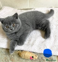 British Shorthair cats - Advert 7