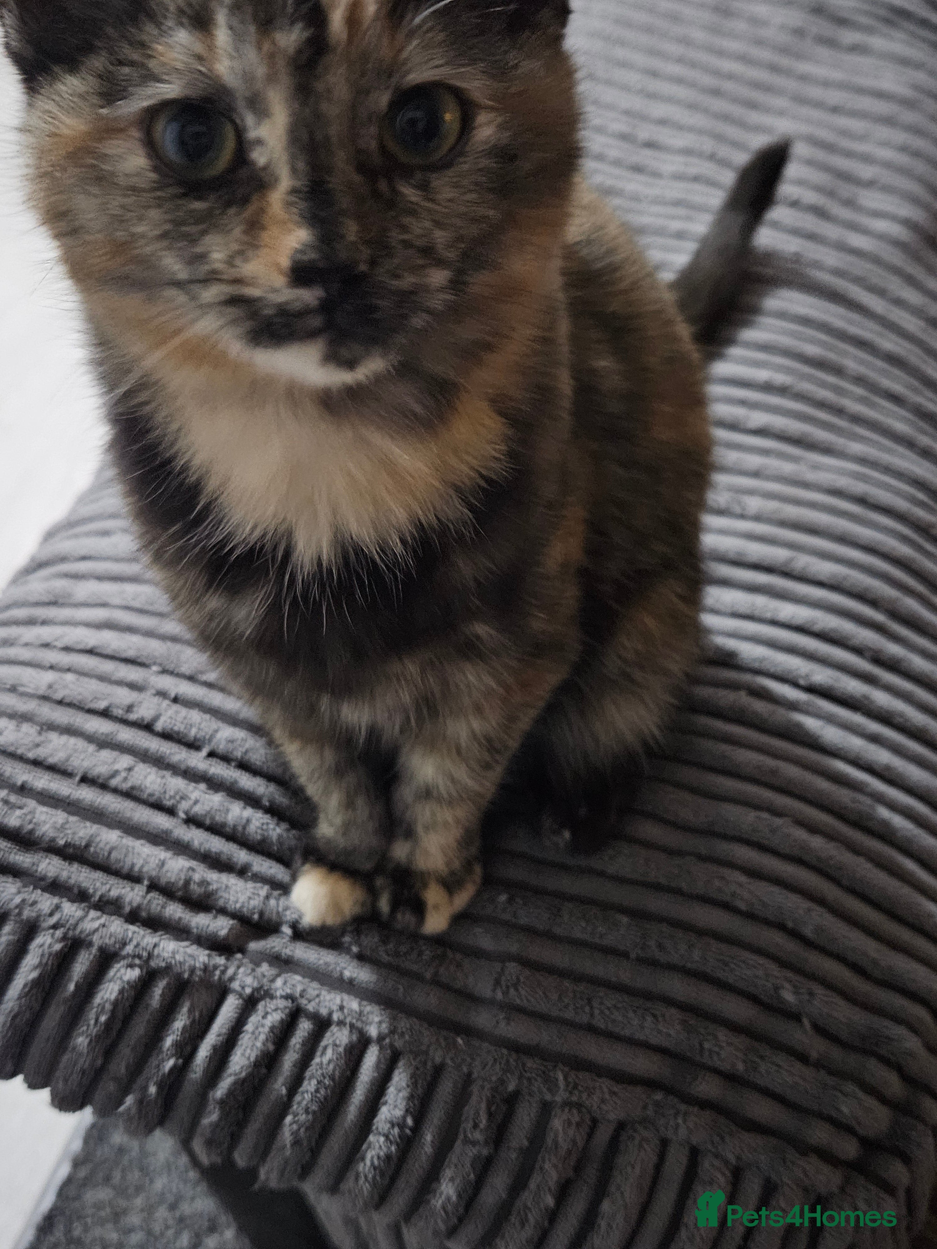 Mixed Breed cats Unique half ragdoll girl - Advert 3