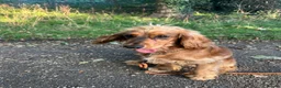 Cocker Spaniel dogs for sale: Male cocker spaniel looking for forever home - Advert 3