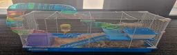 Hamster rodents for sale: Winter White Dwarf Hamster in Dunstable - Advert 5