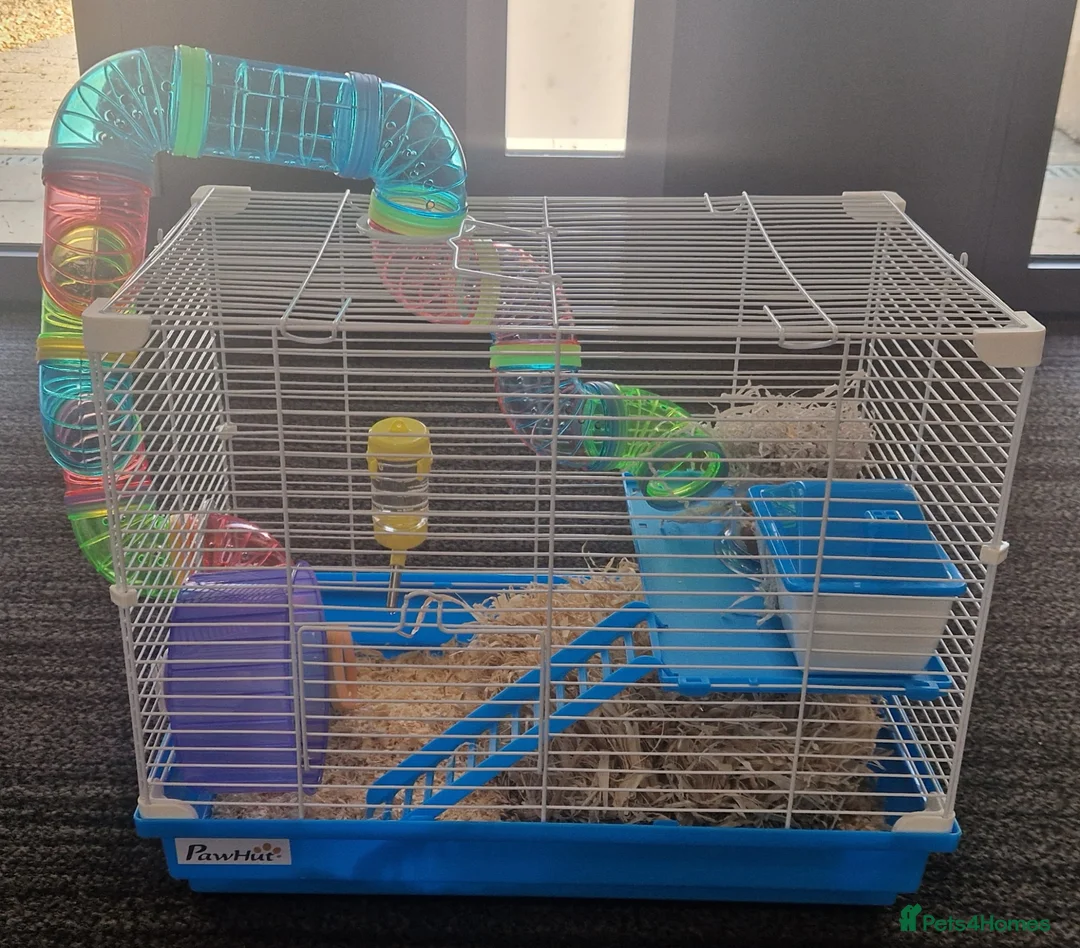 Hamster rodents for sale: Winter White Dwarf Hamster in Dunstable - Advert 5