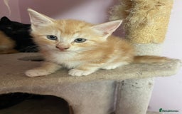 Mixed Breed cats for sale: Kittens for sale - Image 5