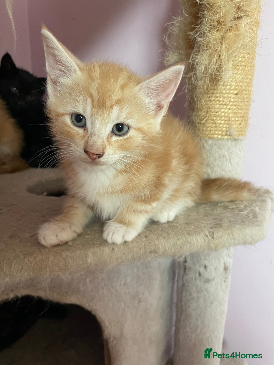 Mixed Breed cats for sale: Kittens for sale - Image 5