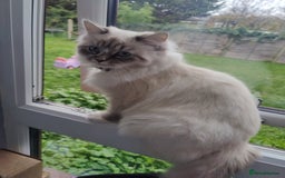 Siberian cats for sale: Siberian Neva Masquerade  - Image 6