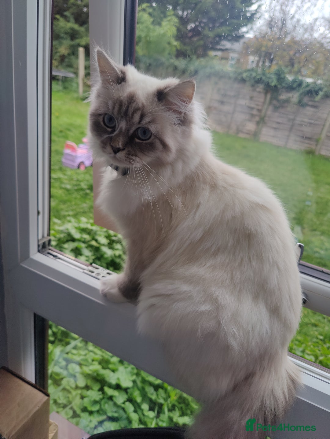 Siberian cats for sale: Siberian Neva Masquerade  - Image 6