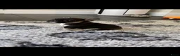 French Bulldog dogs for sale: Stunning Black and Tan French Bulldog puppies  - Advert 9