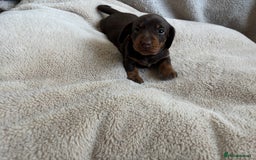 Miniature Dachshund dogs for sale: 3 gorgeous Chocolate and tan Girls  - Image 11