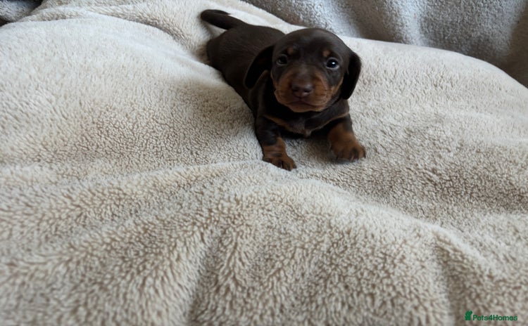 Miniature Dachshund dogs - Advert 14