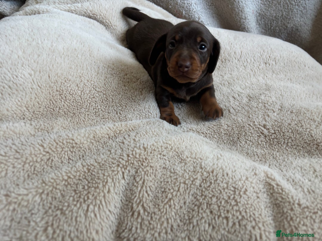 Miniature Dachshund dogs for sale: 3 gorgeous Chocolate and tan Girls  - Image 11