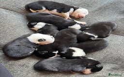 Border Collie dogs for sale: Border collie puppies for sale  - Image 2