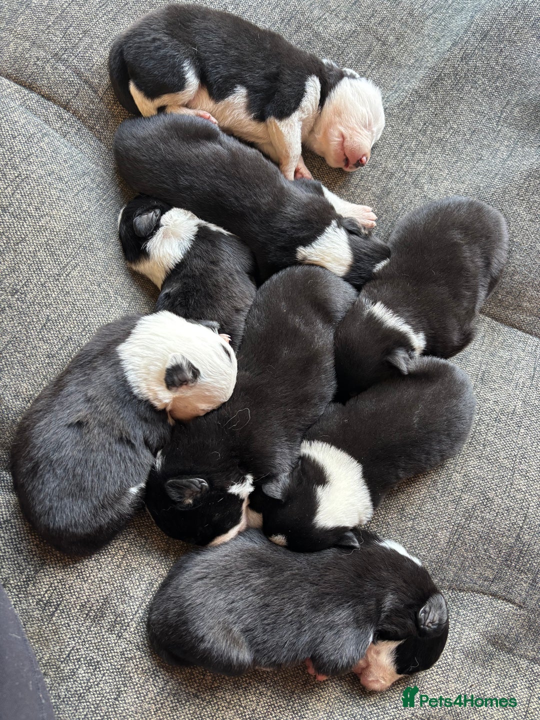 Border Collie dogs for sale: Border collie puppies for sale  - Image 2