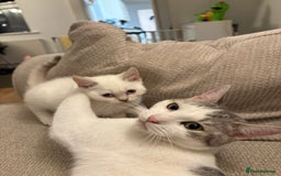 British Shorthair cats for sale: Two beautiful girls waiting for forever home  - Image 11