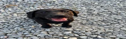 Labrador Retriever dogs for sale: Part Trainer Labradors - Pet/Assistance Dog/Gundog - Advert 3