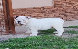 English Bulldog dogs for stud: KC Registered Silver Health Tested Stud - Image 5