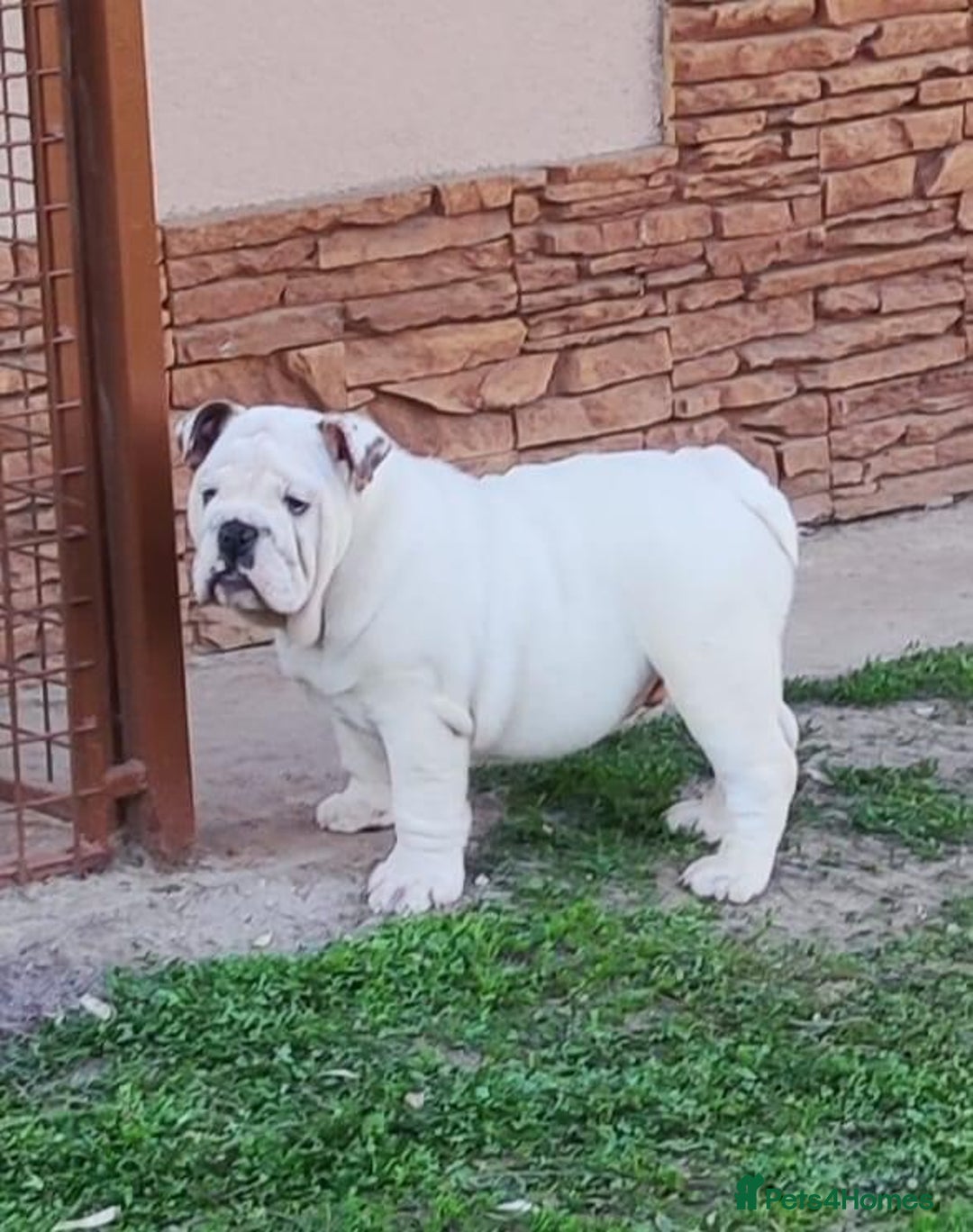 English Bulldog dogs for stud: KC Registered Silver Health Tested Stud - Image 5
