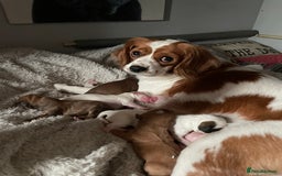 Cavapoo dogs for sale: Beautiful Cavapoo puppies - Image 2