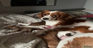 Cavapoo dogs - Advert 3