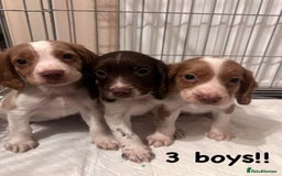 Cocker Spaniel dogs for sale: Cocker spaniel  - Image 2