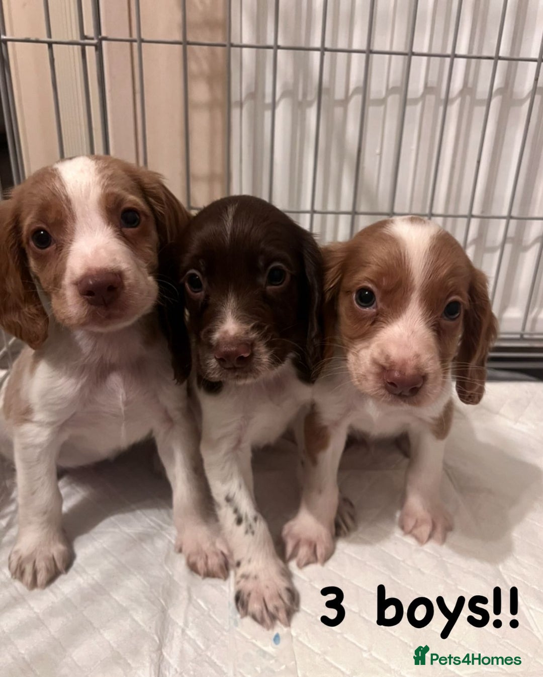 Cocker Spaniel dogs for sale: Cocker spaniel  - Image 2