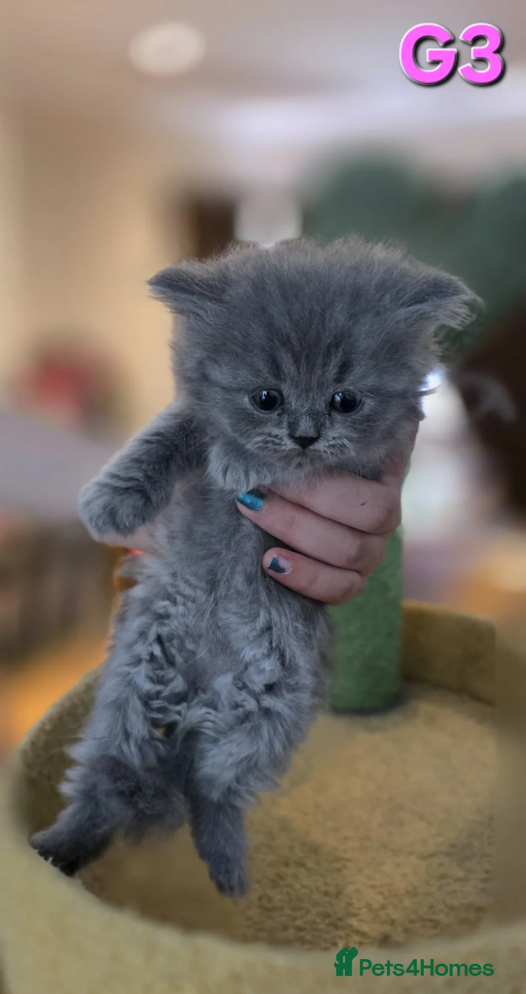 British Shorthair cats for sale: 9 Pure bred British short hair /longhair kittens  - Advert 2