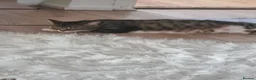 Mixed Breed cats for sale: Kittens  - Advert 2