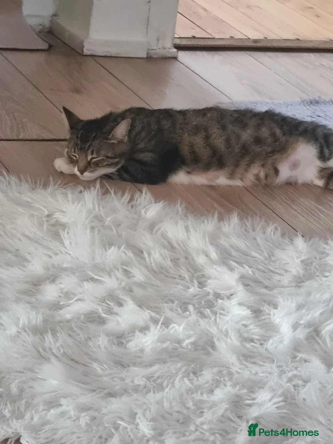 Mixed Breed cats for sale: Kittens  - Advert 2