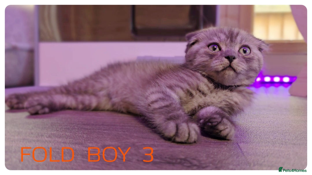 Scottish Fold cats for sale: SCOTTISH FOLD KITTENS ( DELIVERY  AVAILABLE) - Image 2
