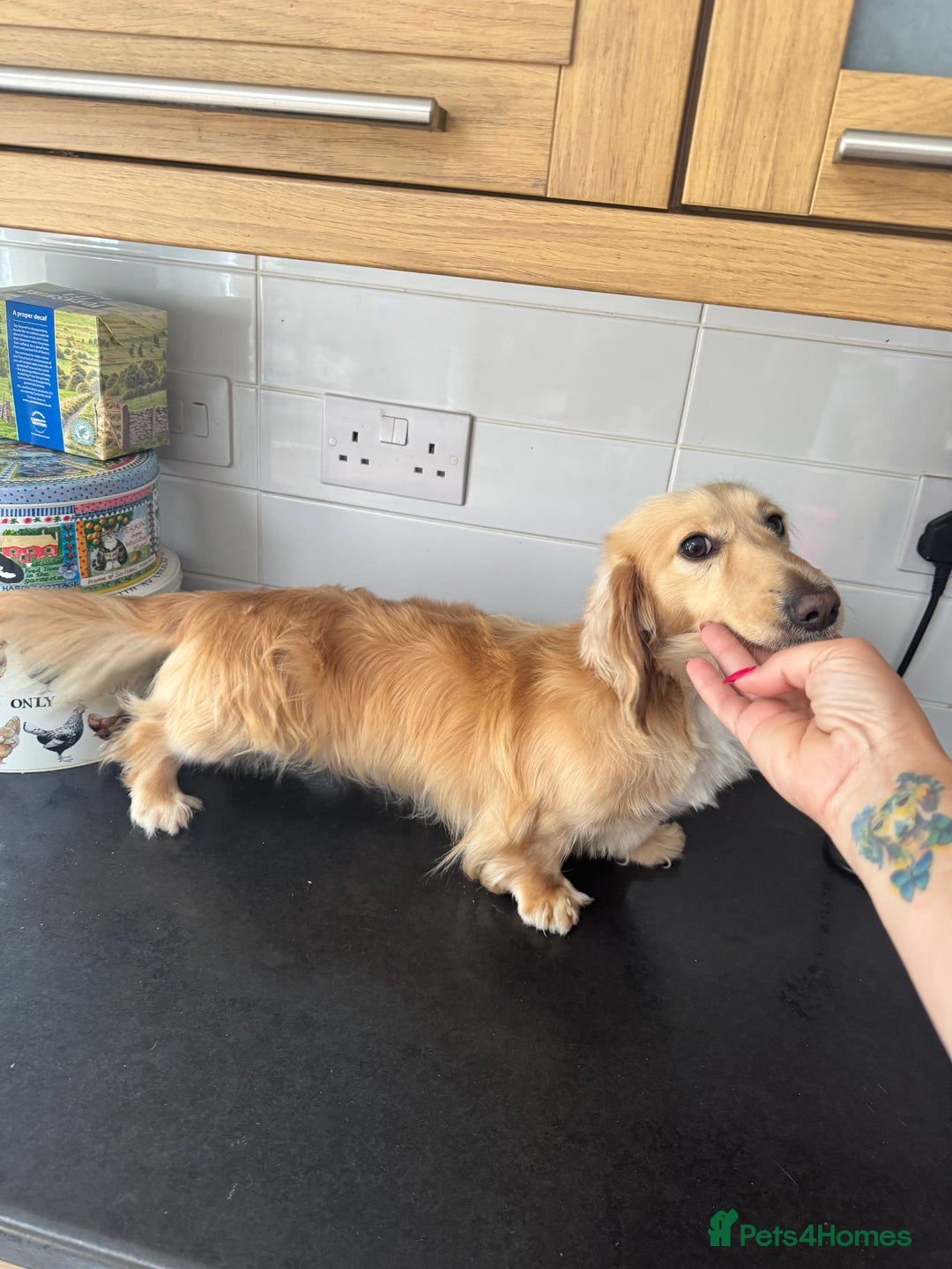 Miniature Dachshund dogs for stud: Miniature Longhaired Dachshund Pure cream STUD - Image 2