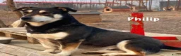Mixed Breed dogs for adoption: Phillip Norwich Norfolk  - Advert 25