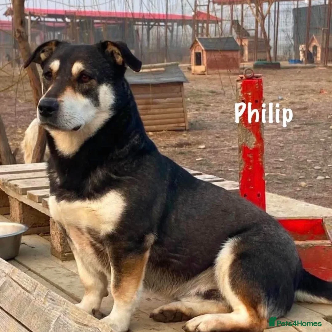 Mixed Breed dogs for adoption: Phillip Norwich Norfolk  - Advert 25