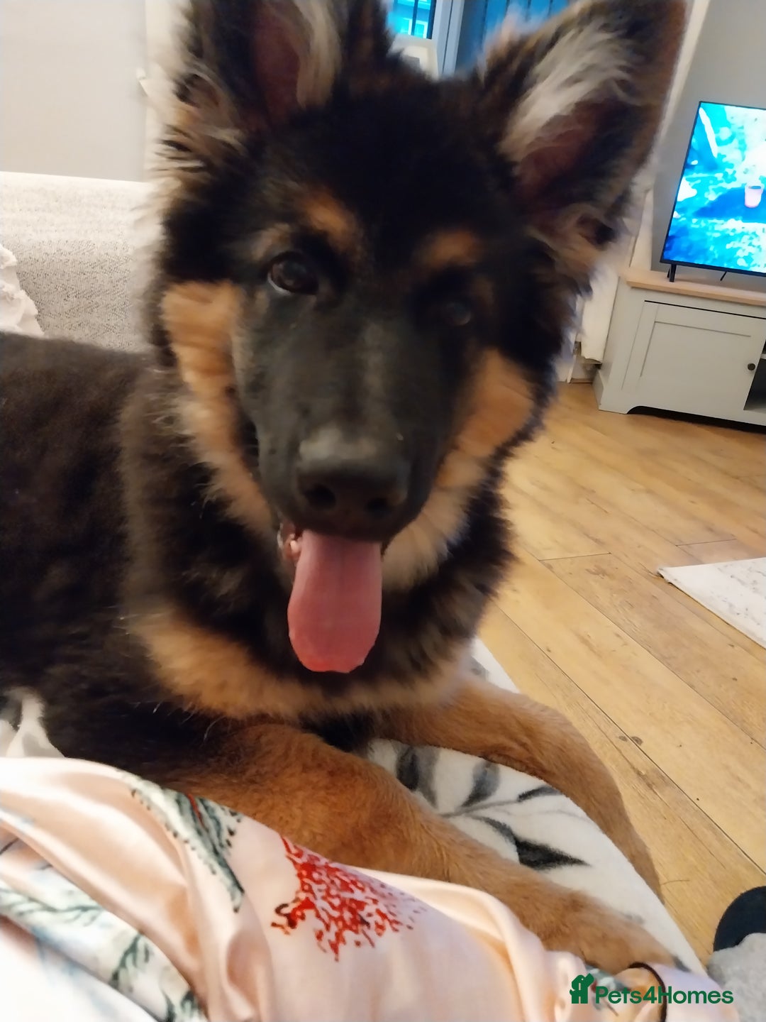 German Shepherd dogs for sale: 6 months old german shepherd  - Advert 4
