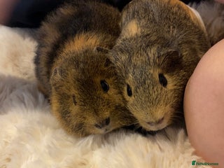 Guinea Pig rodents Two male bonded Guinea Pigs - Advert 1