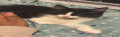 Domestic Shorthair 2