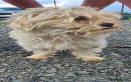 Maltese dogs for adoption: Heidi. 6kg small breed  - Advert 2