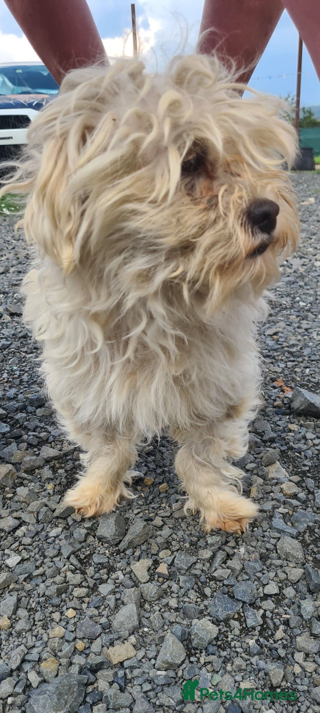 Maltese dogs for adoption: Heidi. 6kg small breed  - Advert 2