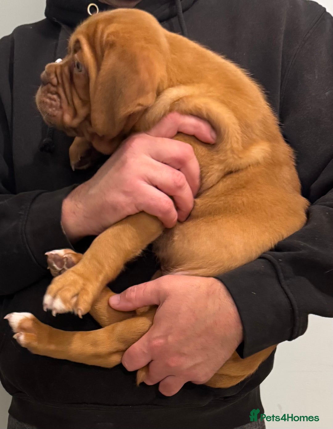 Dogue De Bordeaux dogs for sale: Ready to go last Outstanding Chunky KC DDB Puppy - Advert 8