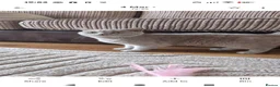 British Shorthair cats for sale: Lilac British shorthair kittens - Advert 6