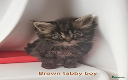 Maine Coon cats for sale: Maine Coon full pedigree kittens  - Image 11