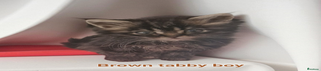 Maine Coon Kitten 1