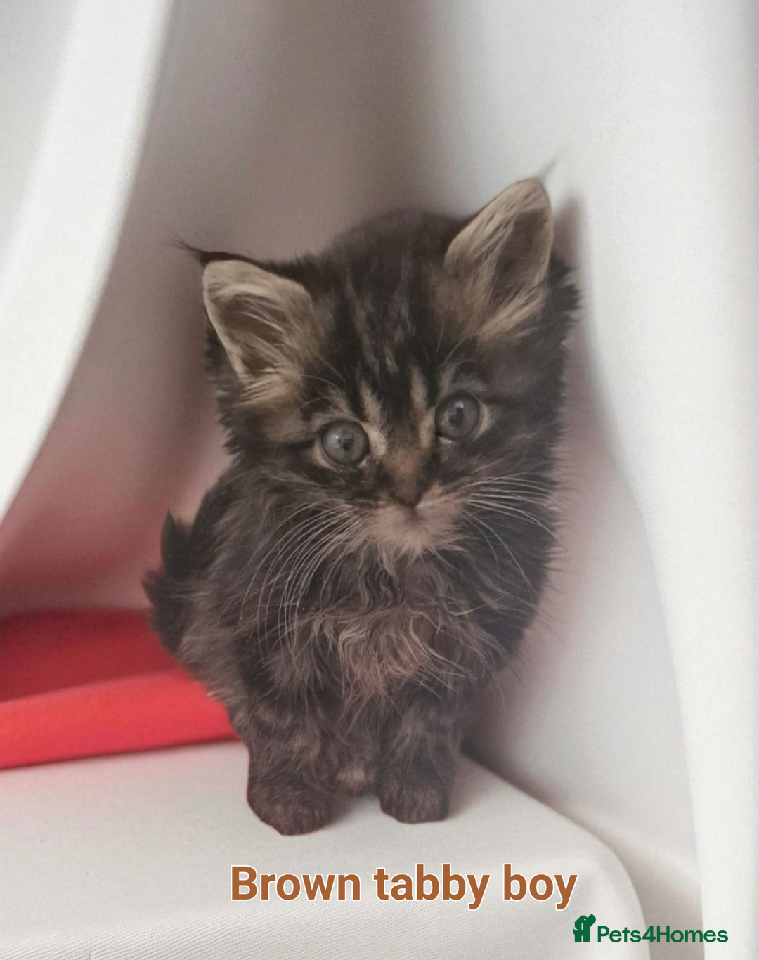 Maine Coon cats for sale: Maine Coon full pedigree kittens  - Image 11