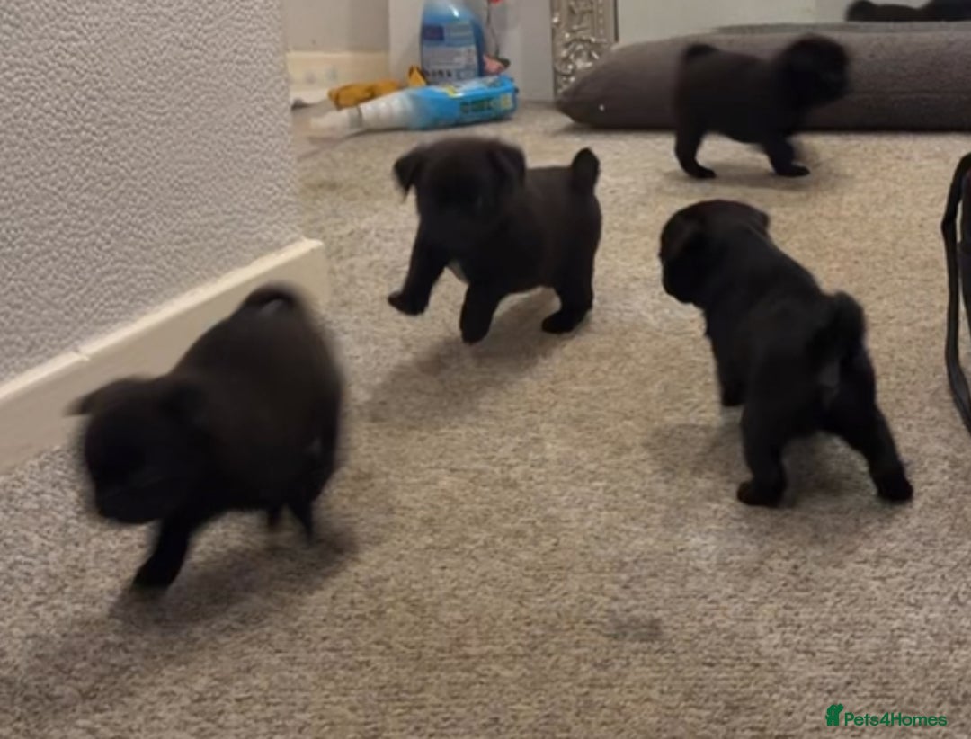 Pug dogs for sale: KC Pug Puppies - Advert 9