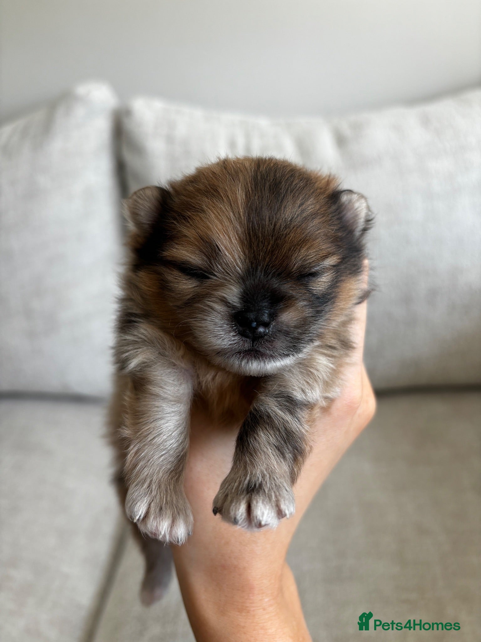 Pomeranian dogs Beautiful sable merle pomeranian boy  - Advert 21
