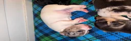 Jack Russell dogs for sale: Amazing rare coloured rainbow Jack Russels - Advert 10