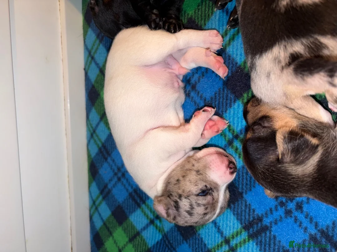 Jack Russell dogs for sale: Amazing rare coloured rainbow Jack Russels - Advert 10