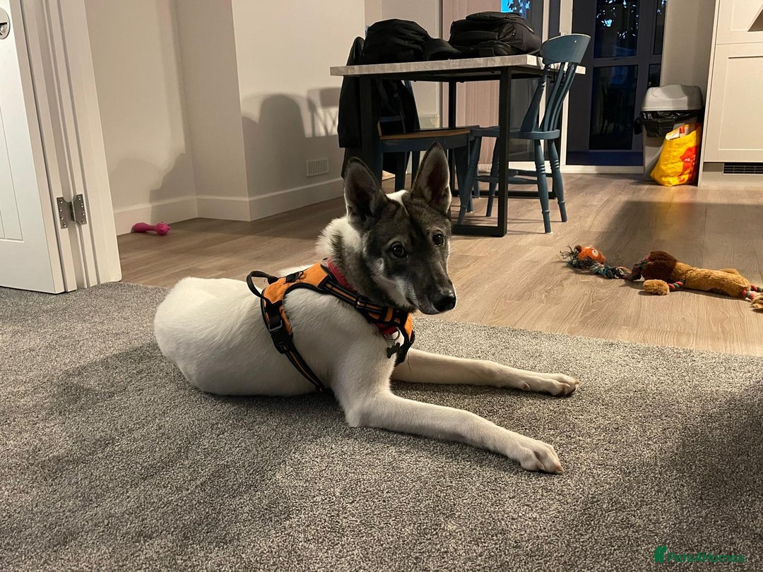 Siberian Husky dogs for sale: Our amazing Siberian Husky "Rocky" - Advert 5