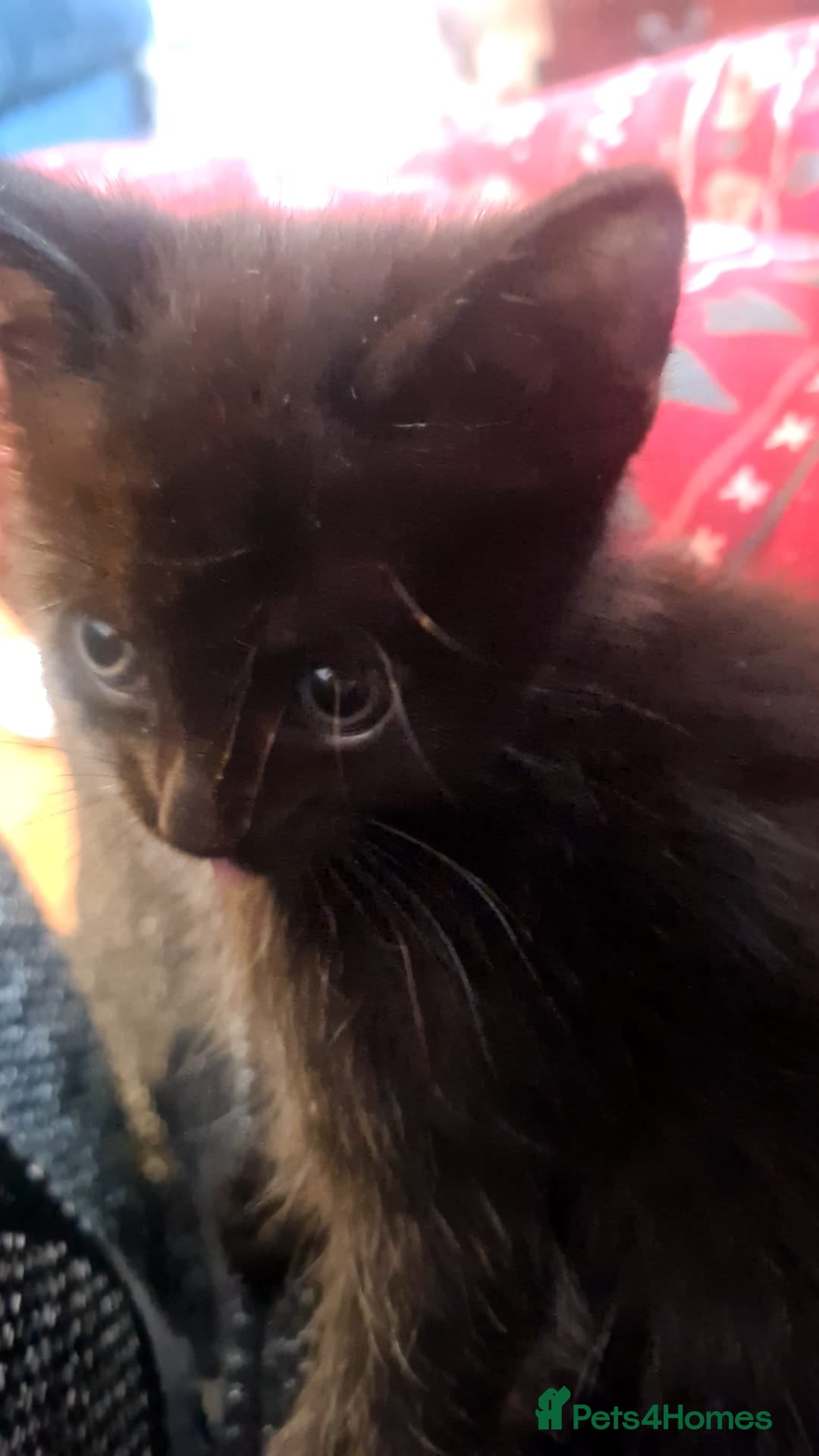 Mixed Breed cats for sale: Kittens for sale  - Advert 15